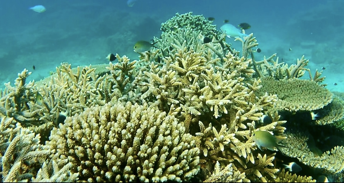 Plongée dans les récifs coralliens de Mayotte