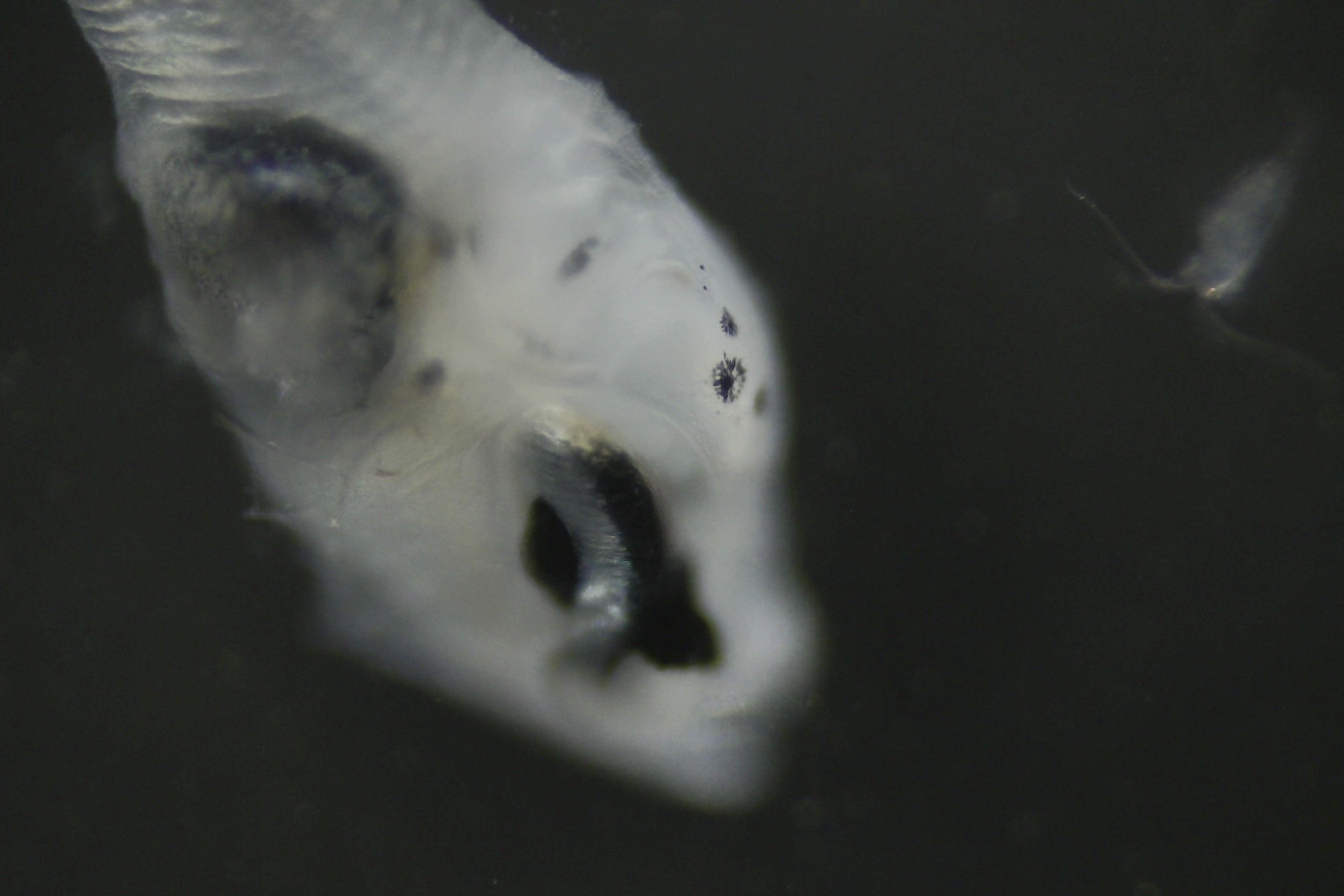 Larve de thon germon, observée au Curiosity microscope.