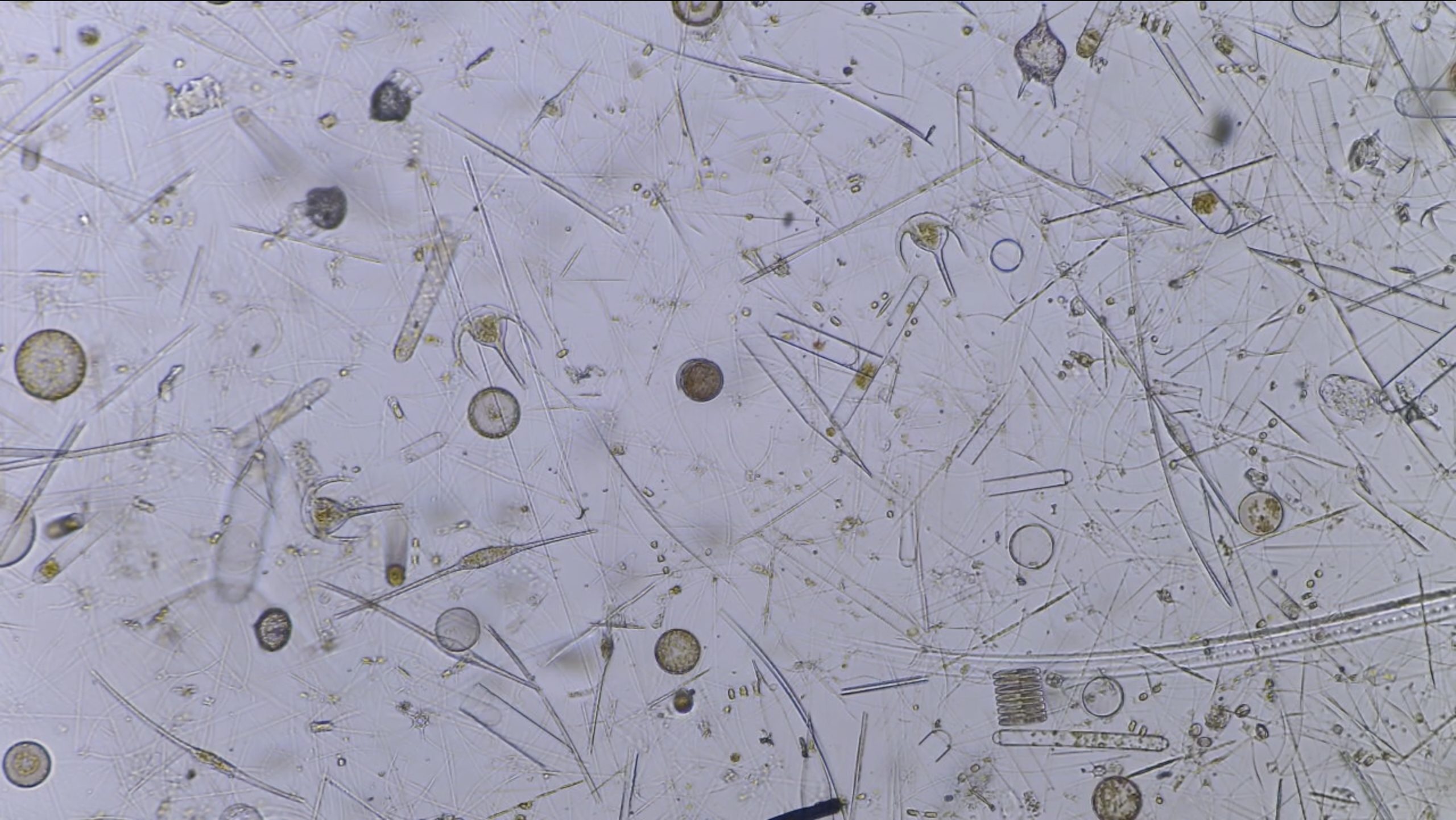 Image de l’abondance de phytoplancton au Curiosity.