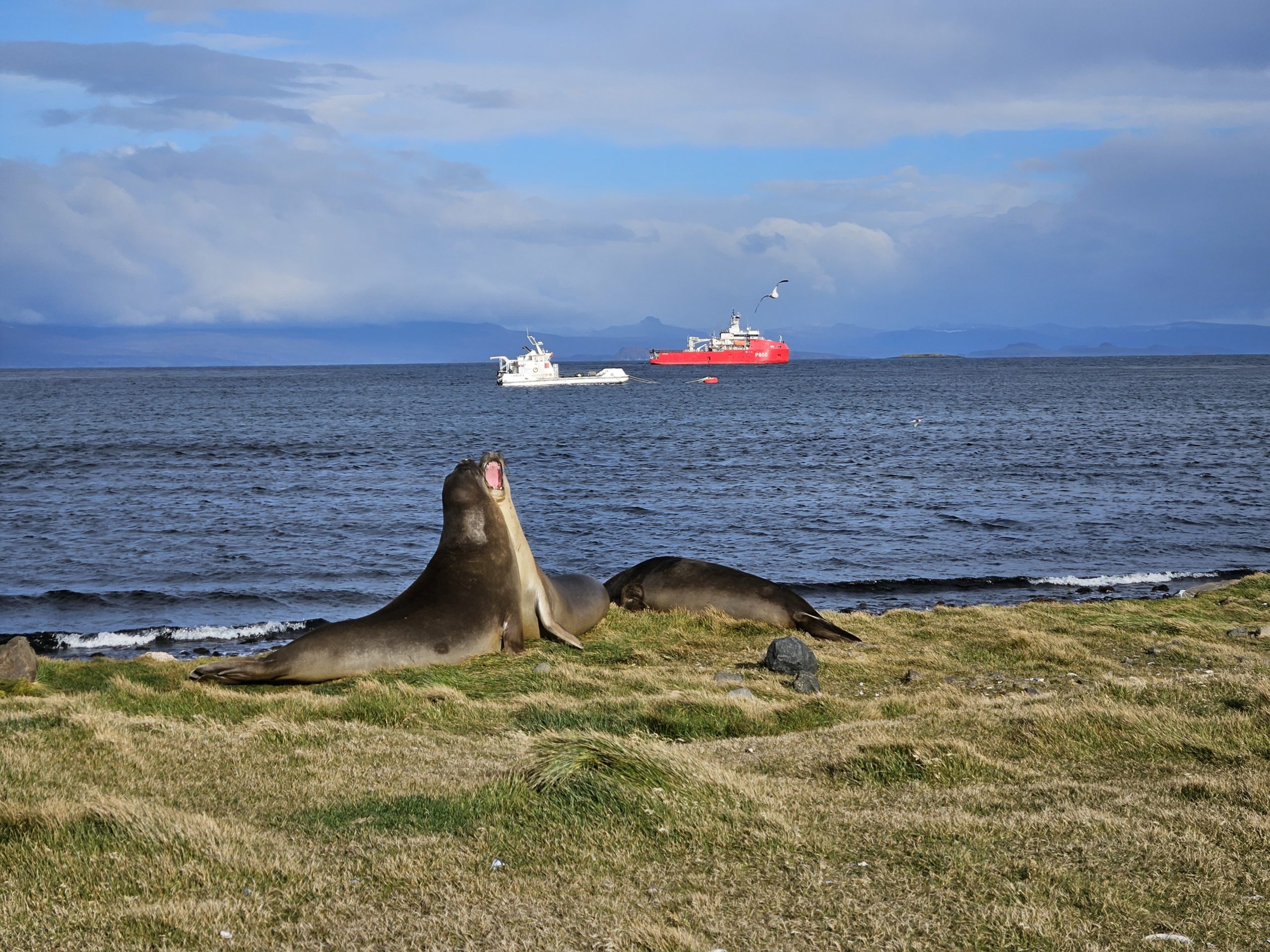 Des éléphants de mer à Port-aux-français.