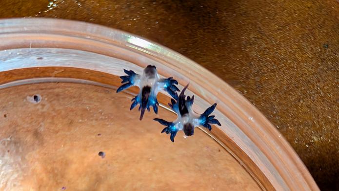 Plankton of the day : dragons bleus Plankton of the day : dragons bleus