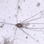 Larve d'oursin asymétrique observée au Curiosity Microscope (Grossissement x2)