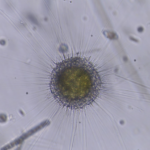 Radiolaire observé au Curiosity Microscope (Grossissement x10)