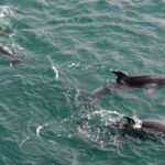 Dauphins bleus et blancs (Stenalla coeruleoalba)