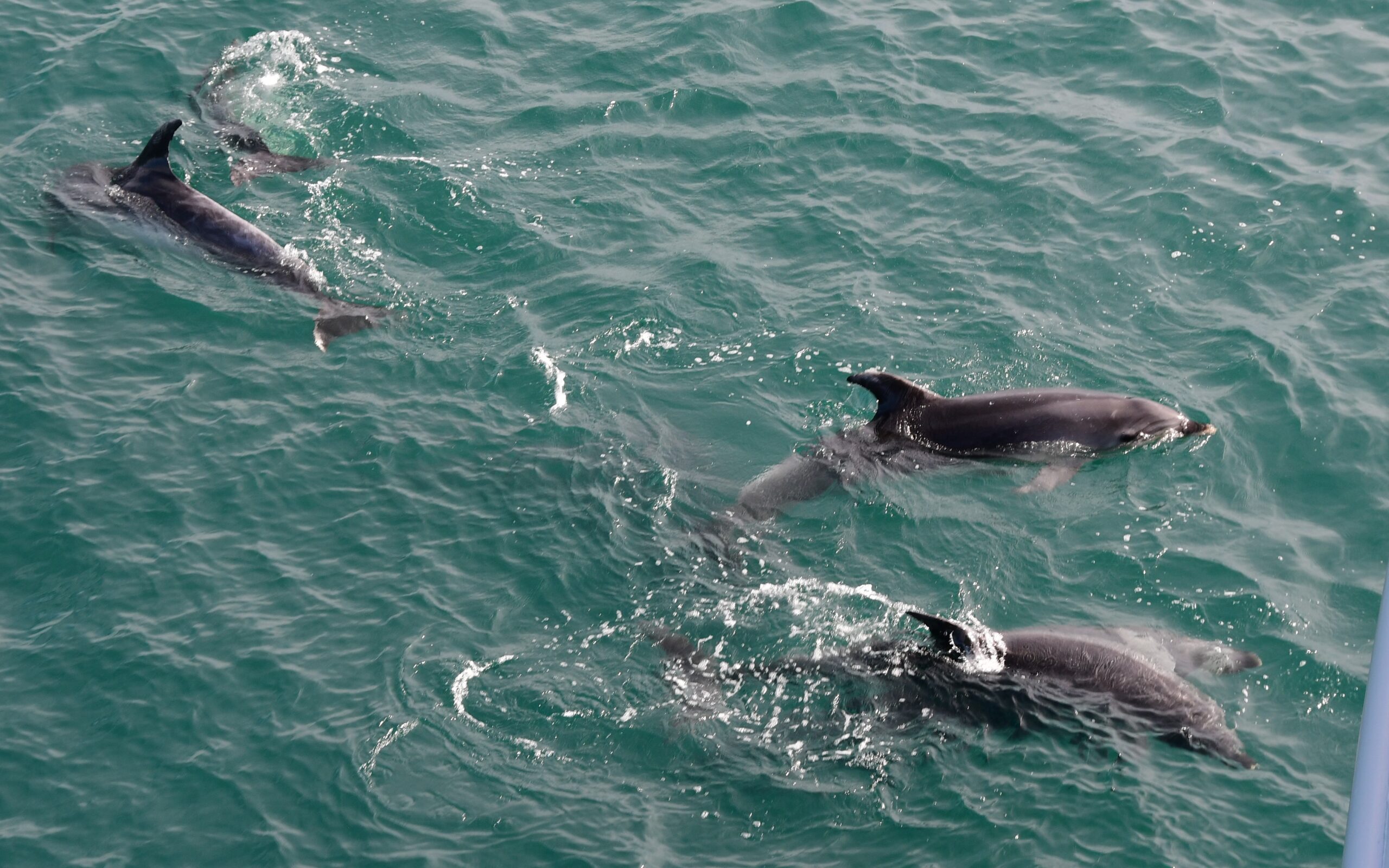 Dauphins bleus et blancs (Stenalla coeruleoalba)