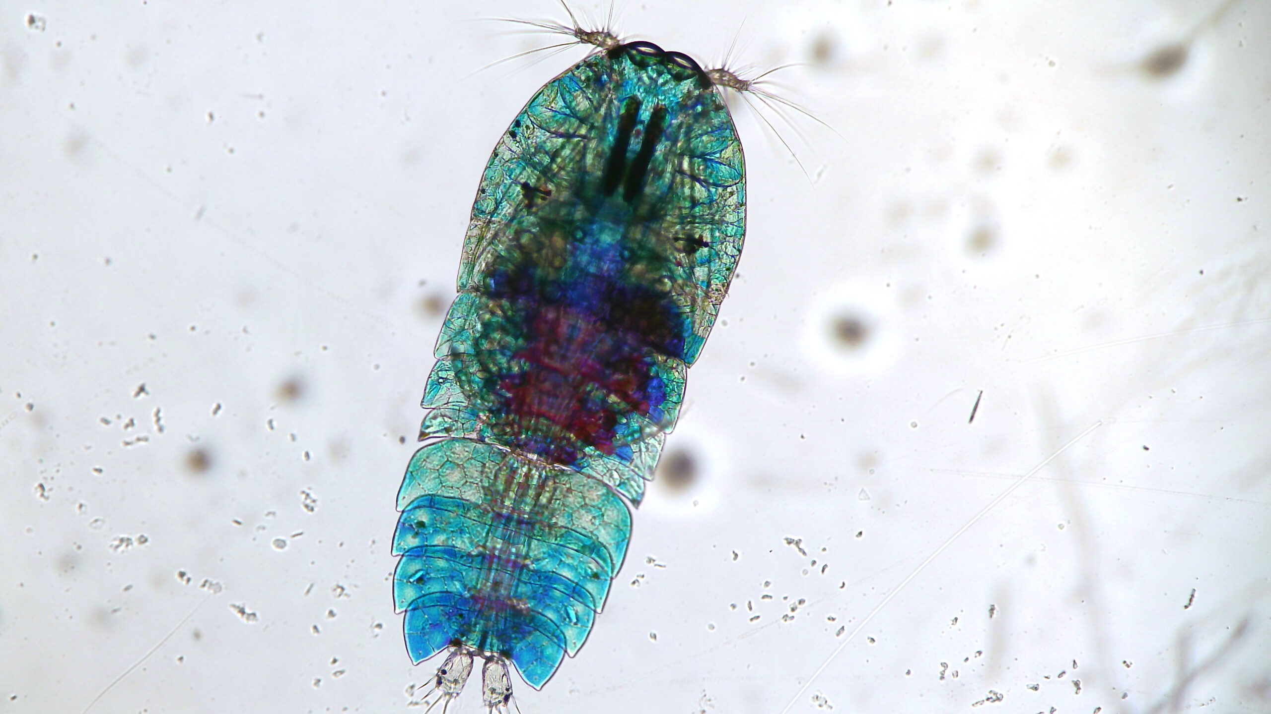 Copépode sapphiridé avec le Curiosity microscope. Copépode sapphiridé avec le Curiosity microscope.