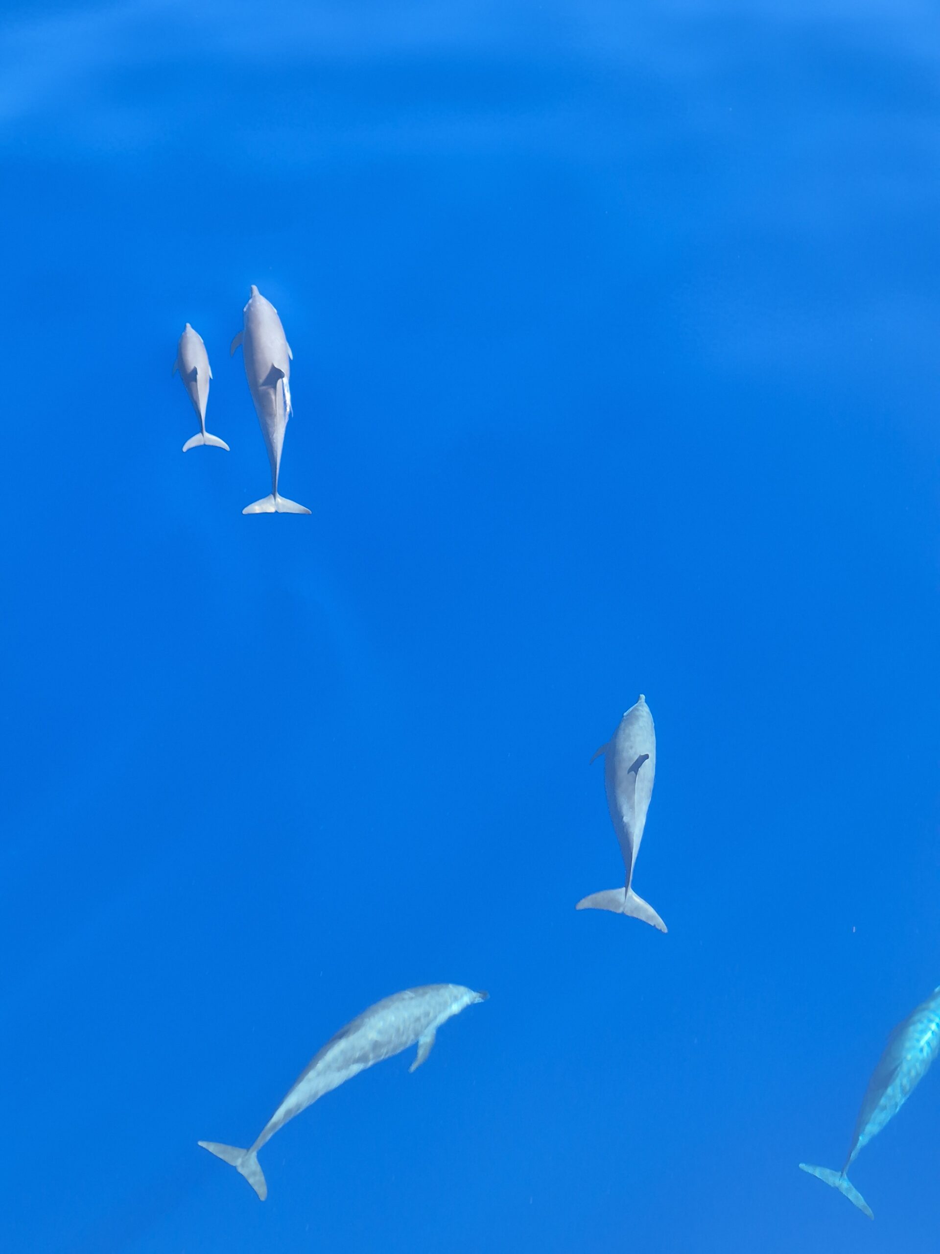 Observation des dauphins sur l’OSIRIS