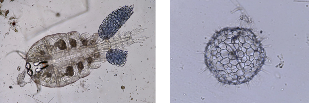 Figure 3 : Copépode (à gauche) et Radiolaire (à droite) observés au Curiosity Microscope dans l’Océan Indien. L’échelle de taille n’est pas la même entre les deux organismes. On peut distinguer un autre radiolaire en haut à gauche au-dessus du copépode