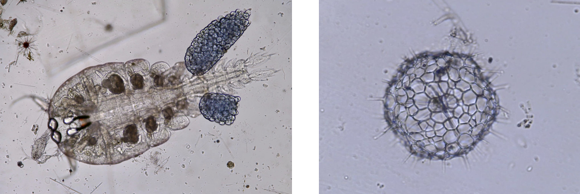 Figure 3 : Copépode (à gauche) et Radiolaire (à droite) observés au Curiosity Microscope dans l’Océan Indien. L’échelle de taille n’est pas la même entre les deux organismes. On peut distinguer un autre radiolaire en haut à gauche au-dessus du copépode