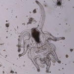 BSAOM Bougainville Curiosity microscope BSAOM Bougainville Curiosity microscope
