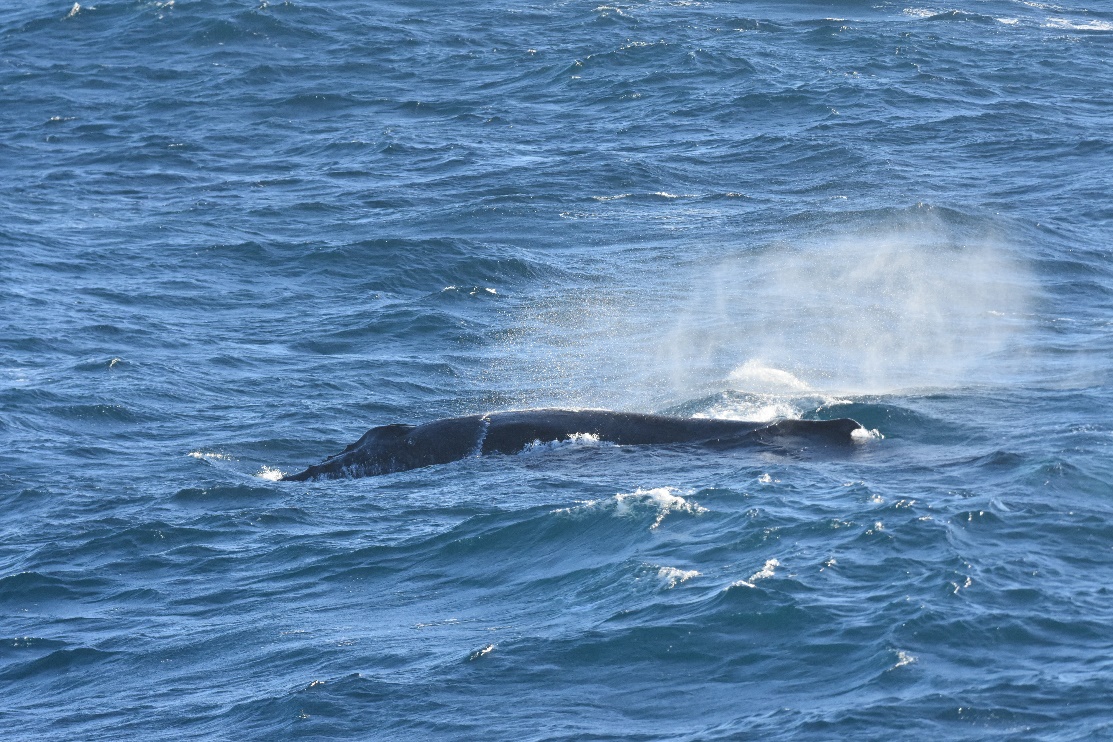 Baleine à bosse observée au sud de Madagascar Baleine à bosse observée au sud de Madagascar